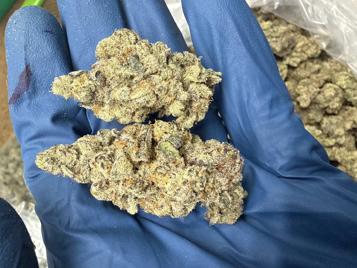 Trap Star Flower